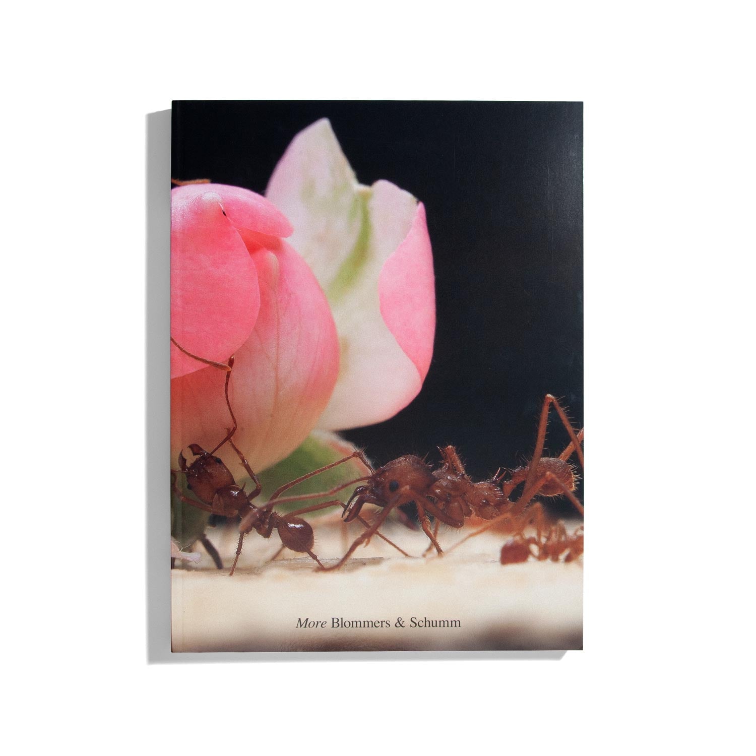 More - Blommers & Schumm